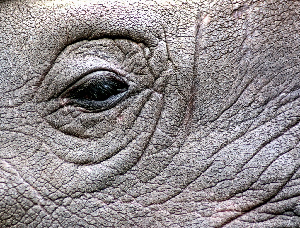 rhinoceros-448949_1280